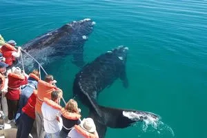 Península Valdés como destino líder en avistaje de ballenas en Sudamérica