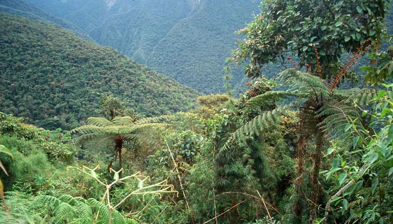 Parque Nacional Baritú